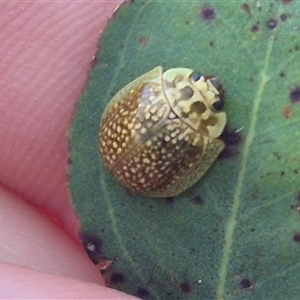 Paropsisterna cloelia at Bungendore, NSW - 21 Nov 2024