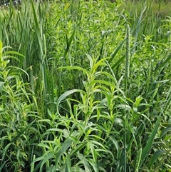 Epilobium hirsutum (Great Willowherb) at McKellar, ACT - 19 Nov 2024 by Jiggy