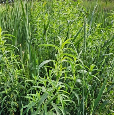 Epilobium hirsutum (Great Willowherb) at McKellar, ACT - 19 Nov 2024 by Jiggy