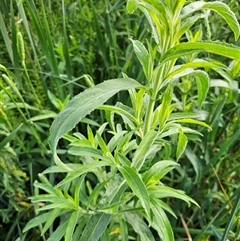 Epilobium hirsutum at McKellar, ACT - 20 Nov 2024 08:12 AM