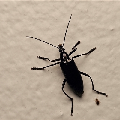 Tanychilus sp. (genus) (Comb-clawed beetle) at Hawker, ACT - 22 Nov 2024 by sangio7