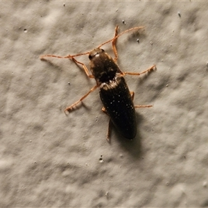 Monocrepidius (genus) at Hawker, ACT - suppressed