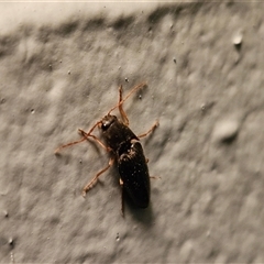 Monocrepidius (genus) at Hawker, ACT - suppressed
