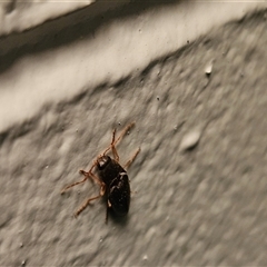Monocrepidius (genus) at Hawker, ACT - suppressed