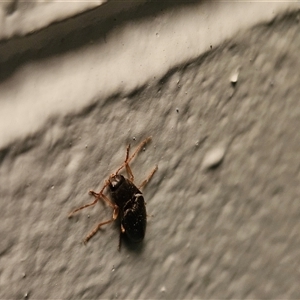 Monocrepidius (genus) at Hawker, ACT - suppressed