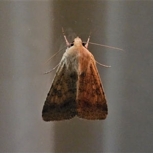 Helicoverpa (genus) (A bollworm) at Hawker, ACT by sangio7