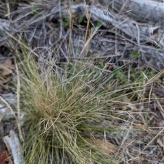 Nassella trichotoma (Serrated Tussock) at Watson, ACT - 22 Nov 2024 by Wildlifewarrior80