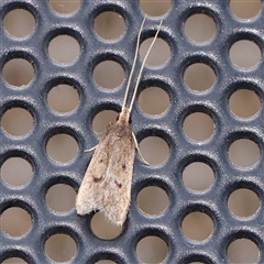 Lecithocera imprudens (Lecithocera imprudens) at Turner, ACT - 18 Nov 2024 by ConBoekel