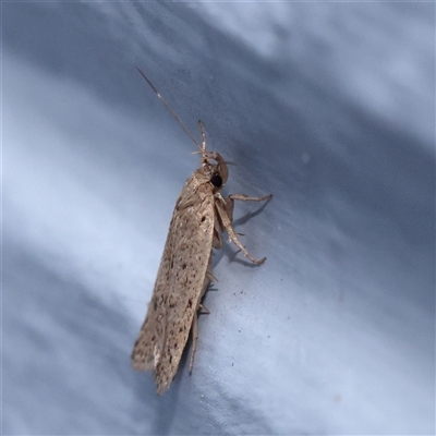 Stictochila myriospila (A concealer moth (Wingia group)) at Turner, ACT - 18 Nov 2024 by ConBoekel