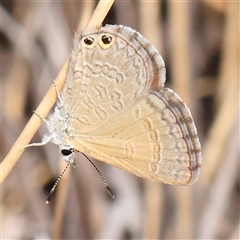 Nacaduba biocellata (Two-spotted Line-Blue) at Acton, ACT - 19 Nov 2024 by ConBoekel