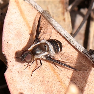 Villa sp. (genus) at Acton, ACT - 20 Nov 2024