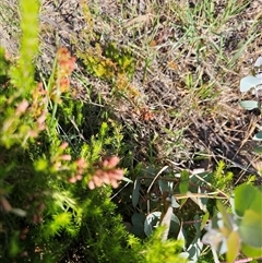 Erica lusitanica (Spanish Heath ) at Nicholls, ACT - 22 Nov 2024 by Jiggy