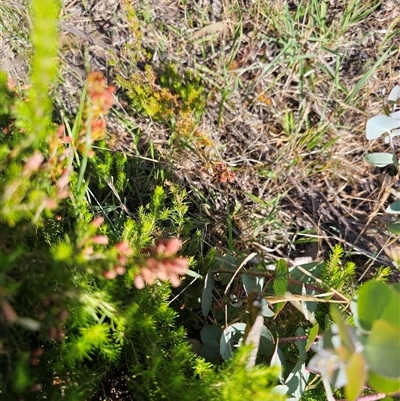 Erica lusitanica (Spanish Heath ) at Nicholls, ACT - 22 Nov 2024 by Jiggy