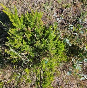 Erica lusitanica at Nicholls, ACT - 23 Nov 2024 08:05 AM