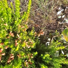 Erica lusitanica at Nicholls, ACT - 23 Nov 2024