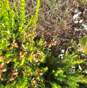 Erica lusitanica at Nicholls, ACT - 23 Nov 2024