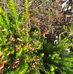 Erica lusitanica at Nicholls, ACT - 23 Nov 2024 08:05 AM