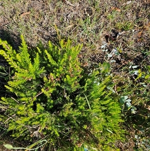 Erica lusitanica at Nicholls, ACT - 23 Nov 2024 08:05 AM