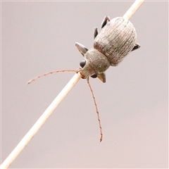 Edusella sp. (genus) (A leaf beetle) at Acton, ACT - 20 Nov 2024 by ConBoekel