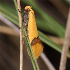 Coesyra phaeozona (A Concealer moth (Chezala Group)) at Acton, ACT - 19 Nov 2024 by ConBoekel