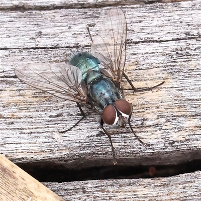 Calliphoridae (family) (Unidentified blowfly) at Acton, ACT - 19 Nov 2024 by ConBoekel