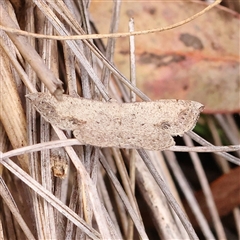 Taxeotis intextata (Looper Moth, Grey Taxeotis) at Acton, ACT - 20 Nov 2024 by ConBoekel