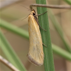 Parergophela melirrhoa (Chezela Group) at Acton, ACT - 19 Nov 2024 by ConBoekel