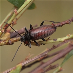 Homotrysis cisteloides (Darkling beetle) at Acton, ACT - 19 Nov 2024 by ConBoekel