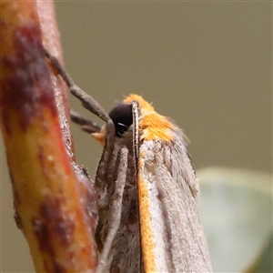 Palaeosia bicosta at Acton, ACT - 20 Nov 2024 10:18 AM