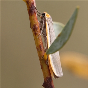 Palaeosia bicosta at Acton, ACT - 20 Nov 2024 10:18 AM