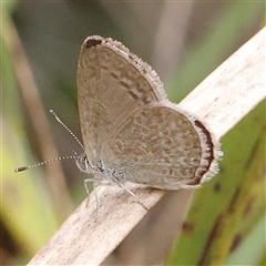 Zizina otis (Common Grass-Blue) at Acton, ACT - 20 Nov 2024 by ConBoekel