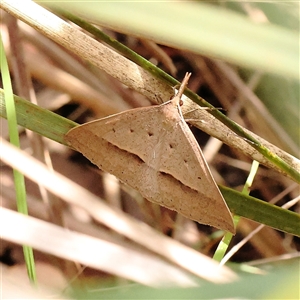 Epidesmia hypenaria at Acton, ACT - 20 Nov 2024 10:23 AM