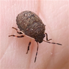 Pentatomidae (family) (Shield or Stink bug) at Acton, ACT - 19 Nov 2024 by ConBoekel