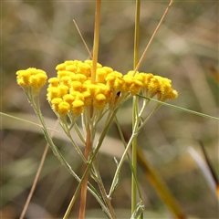 Chrysocephalum semipapposum (Clustered Everlasting) at Acton, ACT - 19 Nov 2024 by ConBoekel