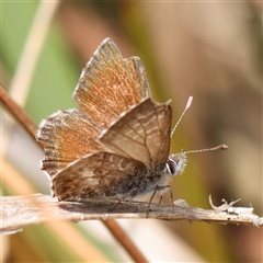 Neolucia agricola (Fringed Heath-blue) at Acton, ACT - 19 Nov 2024 by ConBoekel