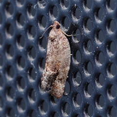 Cryptaspasma sordida (A Tortricid moth (Olethreutinae)) at Turner, ACT - 30 Oct 2024 by ConBoekel