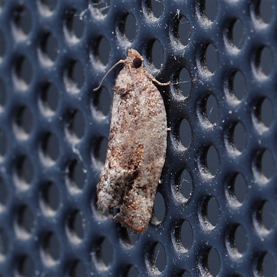 Cryptaspasma sordida (A Tortricid moth (Olethreutinae)) at Turner, ACT - 30 Oct 2024 by ConBoekel