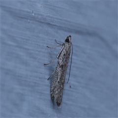 Phycitinae (subfamily) (A snout moth) at Turner, ACT - 30 Oct 2024 by ConBoekel