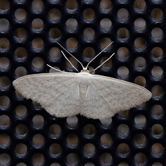 Scopula despoliata (Sterrhinae) at Turner, ACT - 30 Oct 2024 by ConBoekel