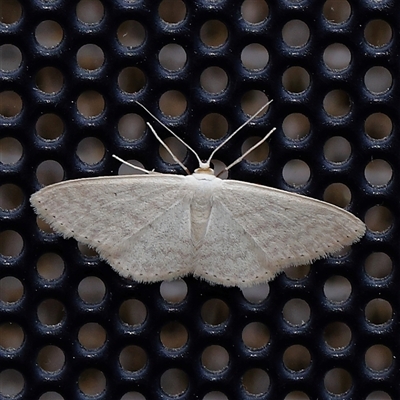 Idaea costaria at Turner, ACT - 30 Oct 2024 by ConBoekel