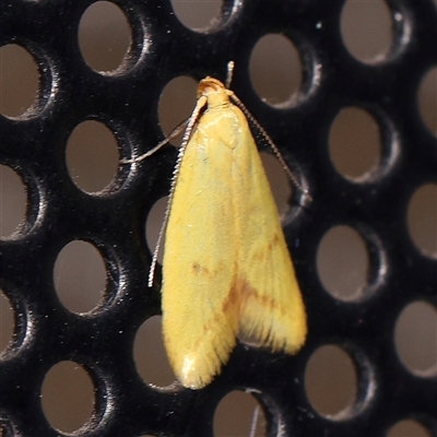 Aeolothapsa malacella (A Concealer moth) at Turner, ACT - 30 Oct 2024 by ConBoekel