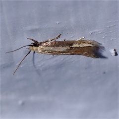 Opogona stenocraspeda (Tineidae) at Turner, ACT - 30 Oct 2024 by ConBoekel