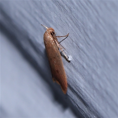 Tachystola acroxantha (A Concealer moth) at Turner, ACT - 30 Oct 2024 by ConBoekel