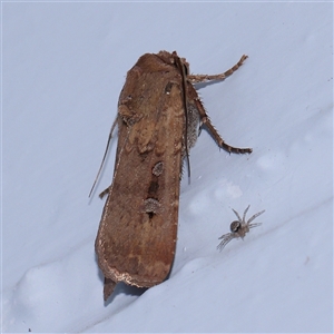 Agrotis infusa (Bogong Moth, Common Cutworm) at Turner, ACT by ConBoekel