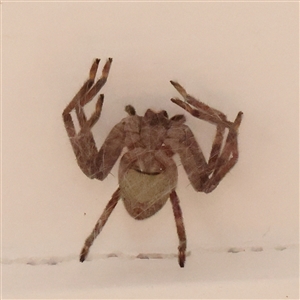 Isopeda or Isopedella sp. (genus) (Huntsman) at Turner, ACT by ConBoekel