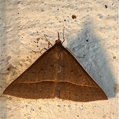 Epidesmia hypenaria (Long-nosed Epidesmia) at Gilmore, ACT - 23 Nov 2024 by Melmo