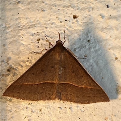 Epidesmia hypenaria (Long-nosed Epidesmia) at Gilmore, ACT - 22 Nov 2024 by Melmo