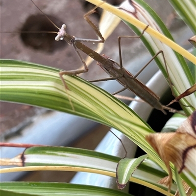 Tenodera australasiae (Purple-winged mantid) at Gilmore, ACT - 23 Nov 2024 by Melmo