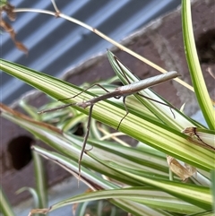 Tenodera australasiae at Gilmore, ACT - 23 Nov 2024 09:12 AM