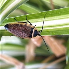 Ellipsidion australe (Austral Ellipsidion cockroach) at Gilmore, ACT - 22 Nov 2024 by Melmo